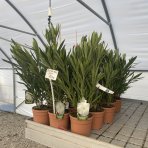  Oleander obyčajný (Nerium oleander) ‘BIANCO’- výška  60-70 cm cm, kont. C3L 